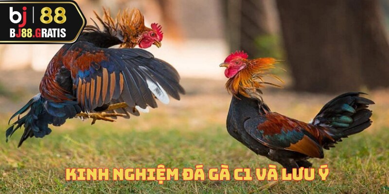 Kinh Nghiệm Đá Gà C1 – Trò Chơi Hấp Dẫn Tại BJ88 3 kinh-nghiem-da-ga-c1