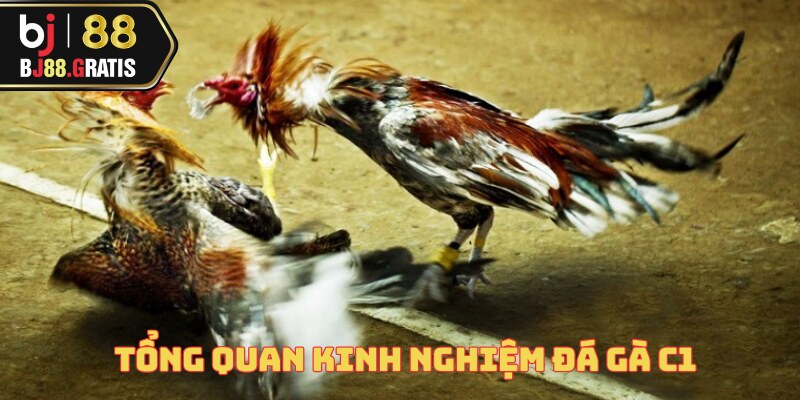 Kinh Nghiệm Đá Gà C1 – Trò Chơi Hấp Dẫn Tại BJ88 1 kinh-nghiem-da-ga-c1