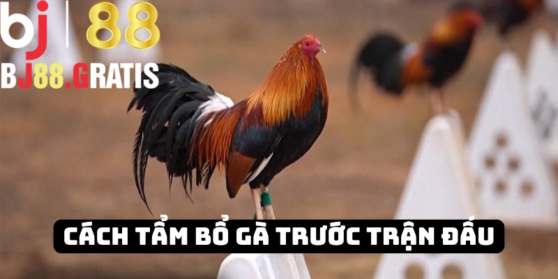 BJ88 - Tổng hợp dinh dưỡng tẩm bổ cho gà đá trước trận