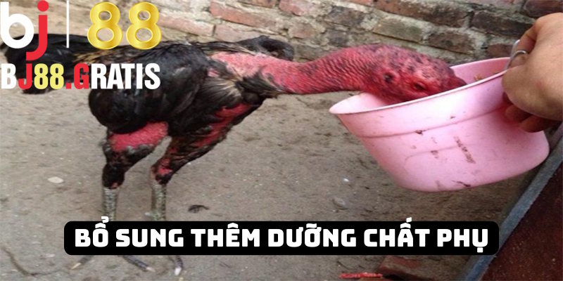 Các dưỡng chất phụ trong thức ăn kê chọi BJ88