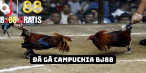 BJ88 - Đá gà Campuchia nổi tiếng khắp nhà cái Châu Á