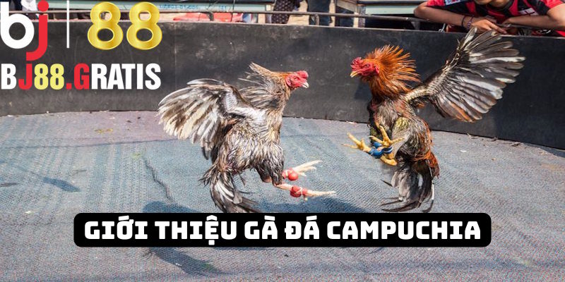 Thông tin giới thiệu gà đá Campuchia BJ88
