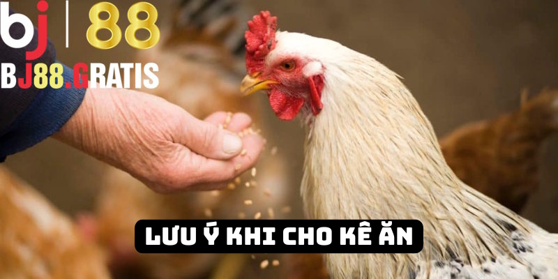 Tổng hợp chi tiết cần lưu ý khi bạn cho kê ăn