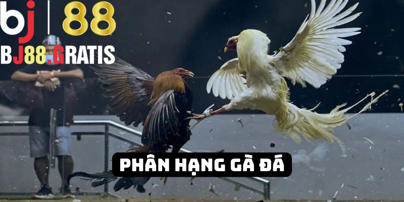 Nhà cái BJ88 phân hạng kê chọi thích hợp