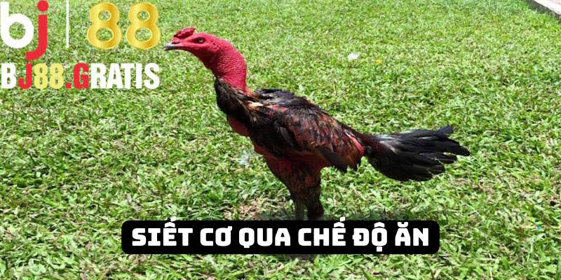 Nhà cái BJ88 hướng dẫn sư kê siết cơ