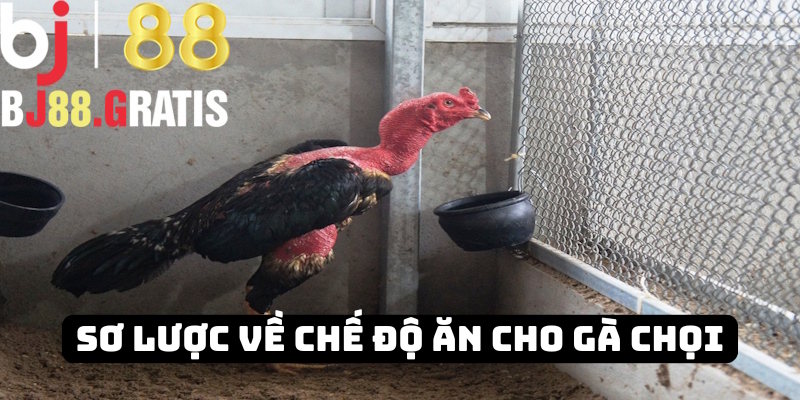 Thông tin khái niệm chế độ ăn gà đá BJ88