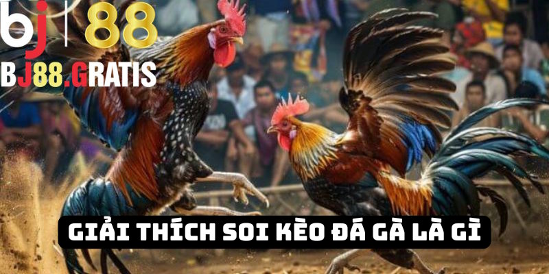 Giới thiệu soi kèo đá gà là gì