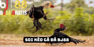BJ88 - Hướng dẫn khách hàng soi kèo đá gà chuẩn nhất 2025