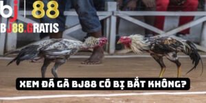 BJ88 - Giải đáp thắc mắc đi xem đá gà có bị bắt không
